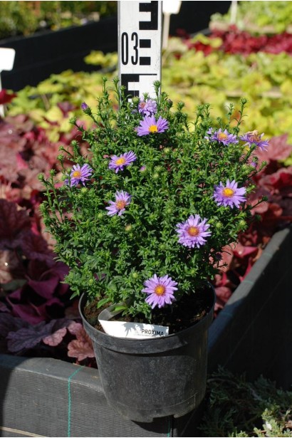 Астра кустовая Эрли Блю - 3л/вис.30-40см/Ø20-30см